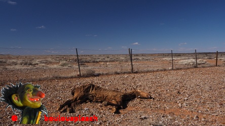 cheval mort Stuart Highway