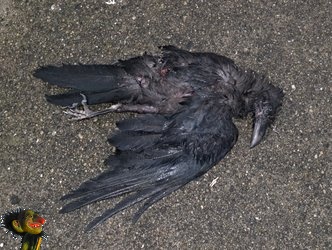 Oiseau mort ile de Værøy