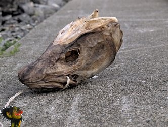 Sur le Chemin Oiseau mort ile de Værøy