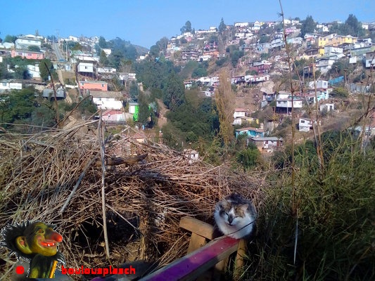 Chat à Valparaiso