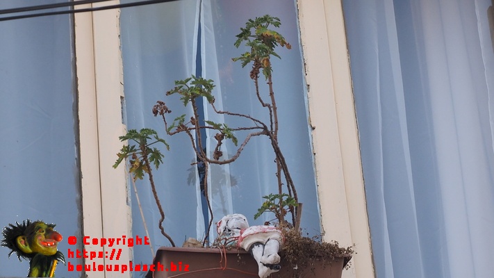 A l'agonie sur un rebord de fenêtre en étage