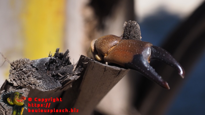 pince Crabe pomme pin