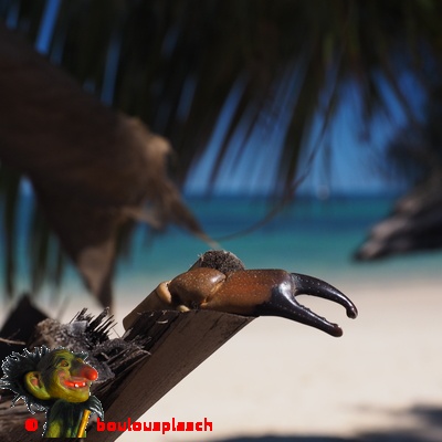 pince Crabe pomme pin