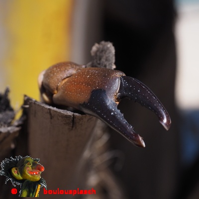 pince Crabe pomme pin