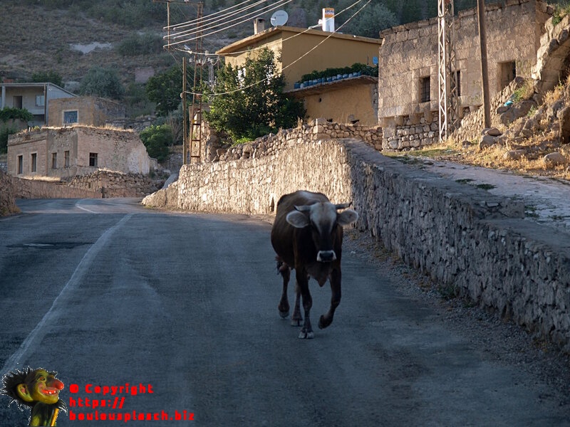 Vache turque à l'aventure