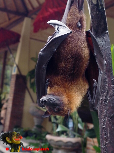 Dormir en plein jour