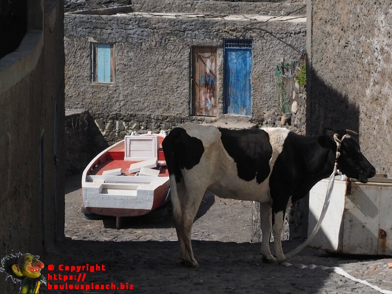 Vache au Cap-vert