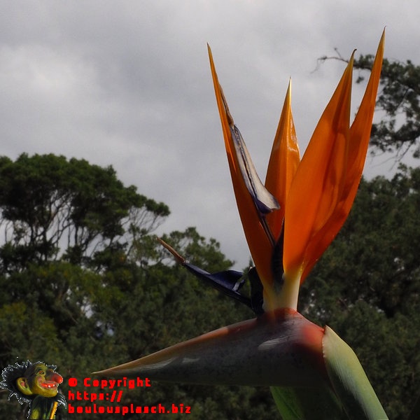 Plus vraie que nature