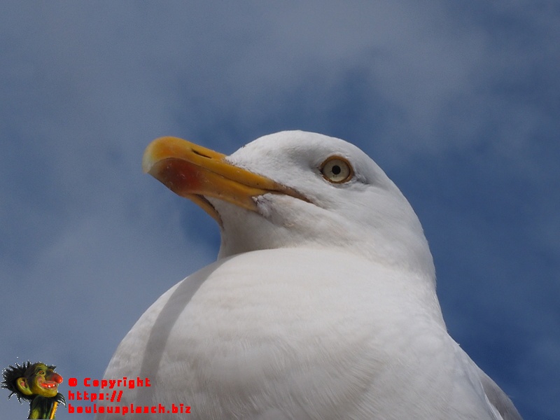 Genre Mouette norvégienne