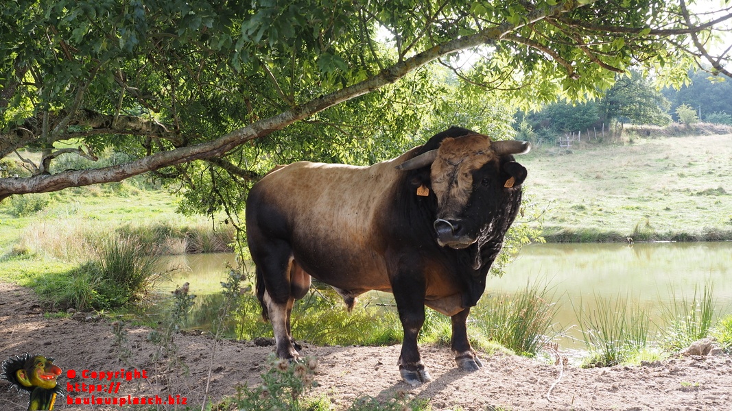 Taureau sympathique dans le centre de la france