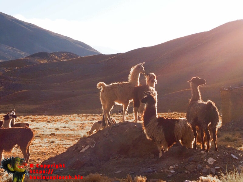 Le plus haut se croira le chef