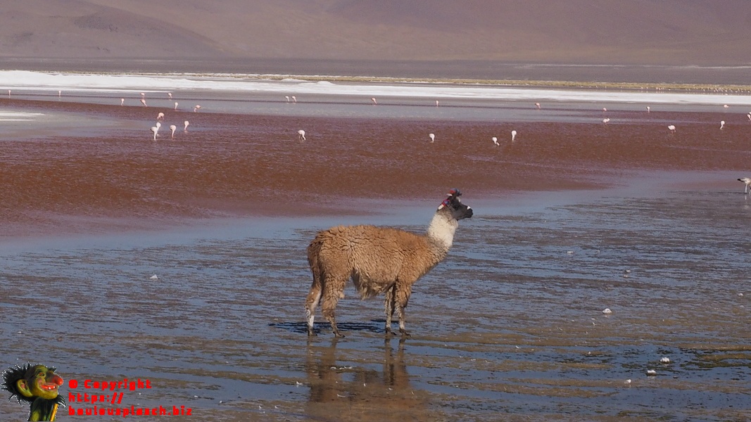 Lama sur la Laguna Colorada