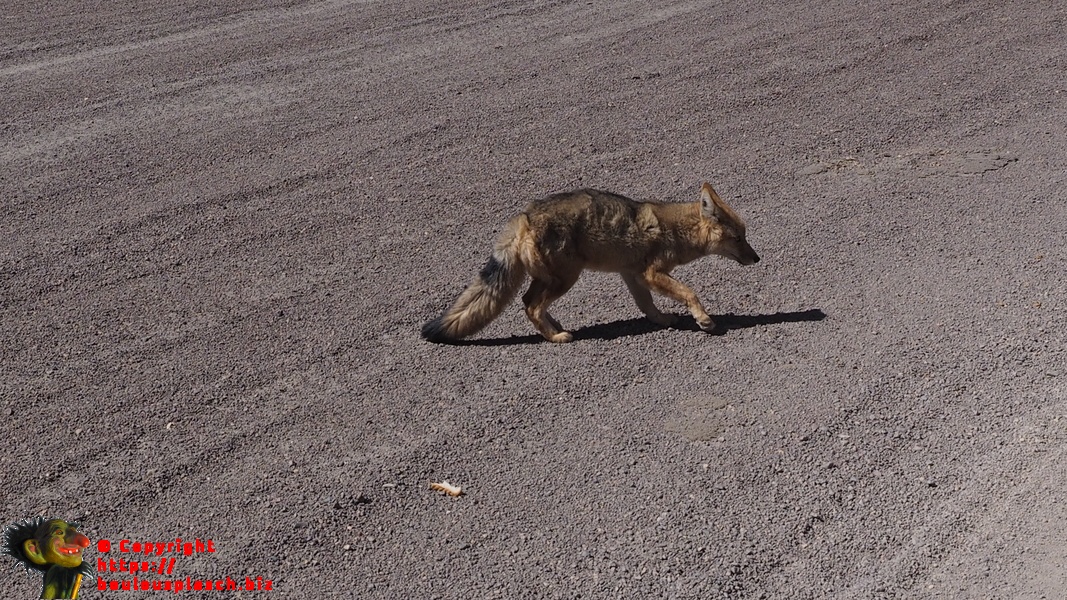 Nourri par les touristes sur l'altiplano