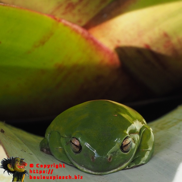 petite grenouille australienne