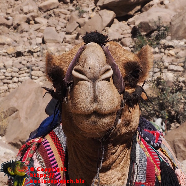 Chameau de Petra