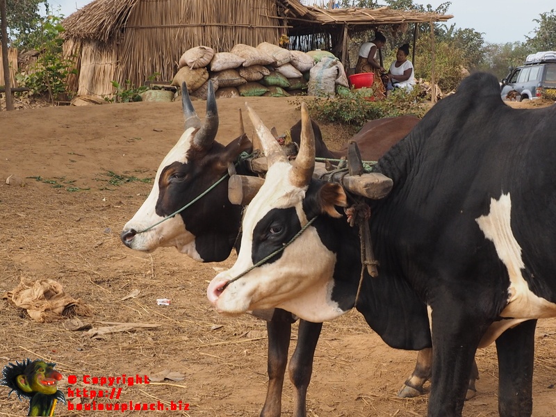Couple de zebus malgaches