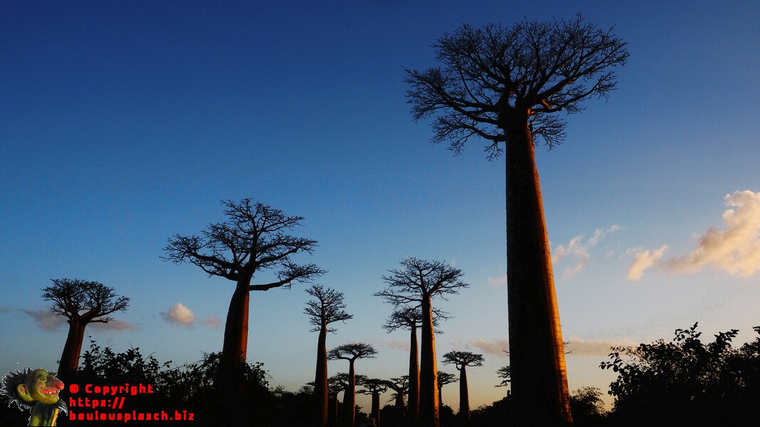 Baobab