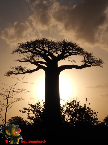 Baobab