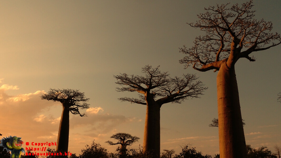 Baobab